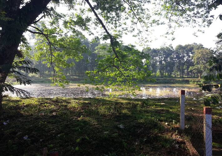 Lake View Resort, Lataguri 4